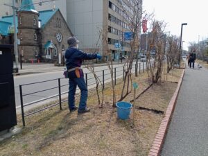 4月4日に冬囲い外しの活動をする植物ボランティア