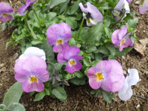 4月13日に花壇に咲いていた越冬ビオラの花