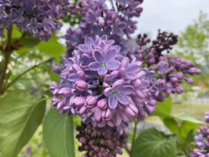 ライラック投稿写真タイトル「ダブルラッキーライラックみーつけた！」