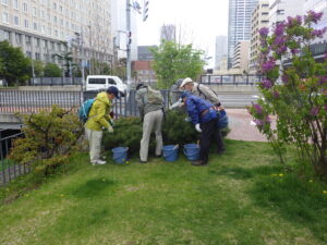 5月9日にモンタナマツのみどり摘みをする植物ボランティア