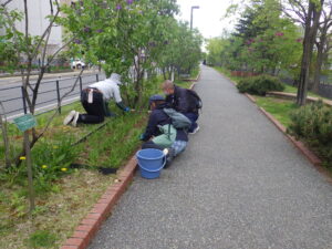 5月9日にヘメロカリス花壇の除草をする植物ボランティア