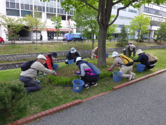 「今週の公園ボランティア」の画像