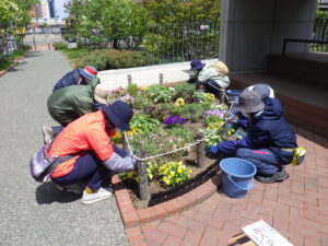 5月11日にコンテナ花壇のお手入れをする花くらぶ