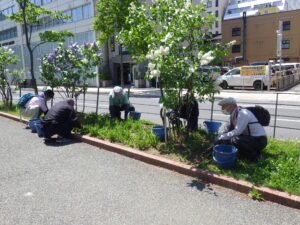 5月16日にヘメロカリス花壇の除草の作業をする植物ボランティア