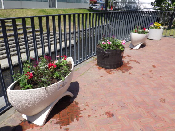 「狸二条広場のコンテナ花壇に花を植えました」の画像