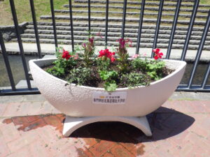 5月25日に植えられた狸二条広場のコンテナ花壇