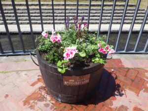 5月25日に植えられた狸二条広場のコンテナ花壇