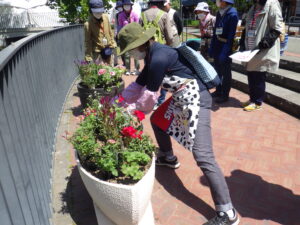 5月25日に狸二条広場のコンテナ花壇で花植えをする花くらぶ