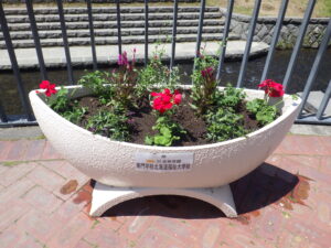 5月25日に植えられた狸二条広場のコンテナ花壇