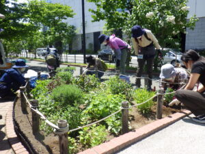 5月25日に花壇で花植えをする花くらぶ