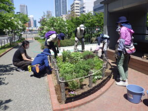 5月25日に花壇で花植えをする花くらぶ