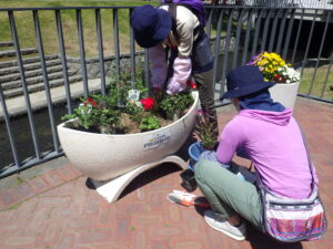 5月25日に狸二条広場のコンテナ花壇で花植えをする花くらぶ