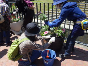 5月25日に狸二条広場のコンテナ花壇で花植えをする花くらぶ