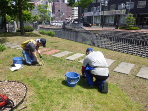 5月26日に芝生の除草をする創成除草ボランティア