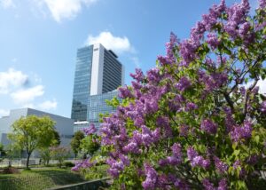 ライラック投稿写真タイトル「さっぽろ創成スクエアとライラック」