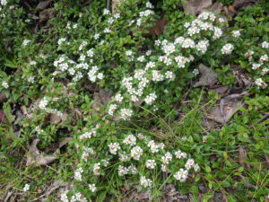 5月30日のグランドカバーのコトネアスターの白い花の様子