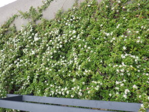 5月30日のグランドカバーのコトネアスターの白い花の様子