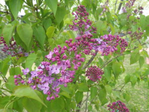 5月4日に咲いていたアセシッピーの花