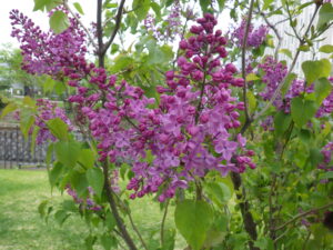 5月8日の早咲きライラックアセシッピーの開花の様子