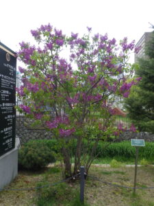 5月8日の早咲きライラックアセシッピーの開花の様子