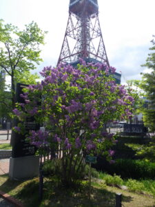 5月16日の北1条東側のアセシッピー