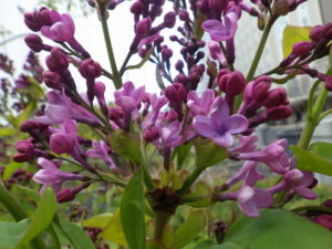 5月1日に開花していた早咲きライラックのアセシッピー