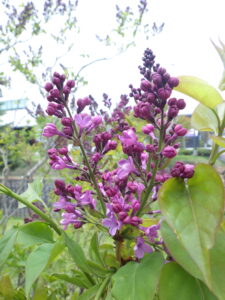 5月1日に開花していた早咲きライラックのアセシッピー