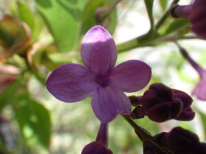 5月1日に開花していた早咲きライラックのアセシッピー