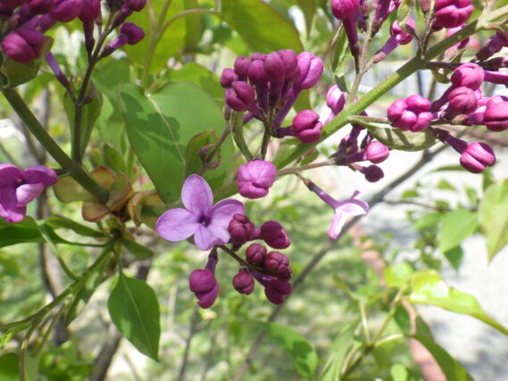 「早咲きライラック「アセシッピー」開花」の画像