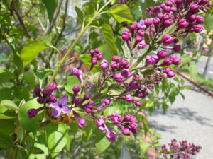 5月1日に開花していた早咲きライラックのアセシッピー