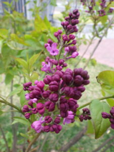 5月1日に開花していた早咲きライラックのアセシッピー