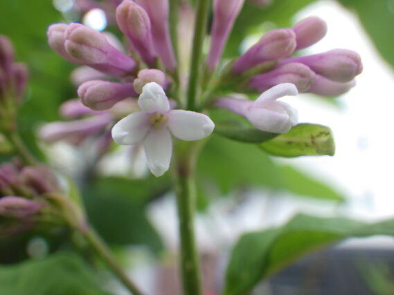 「遅咲きライラック」の画像