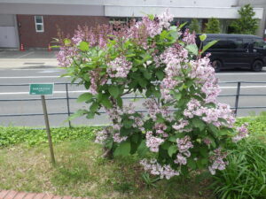 5月30日のウスゲシナハシドイの様子