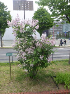 5月30日のウスゲシナハシドイの様子