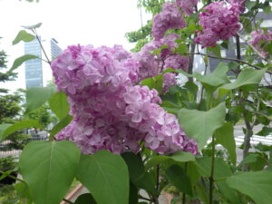 5月19日のエスタースティリーの花