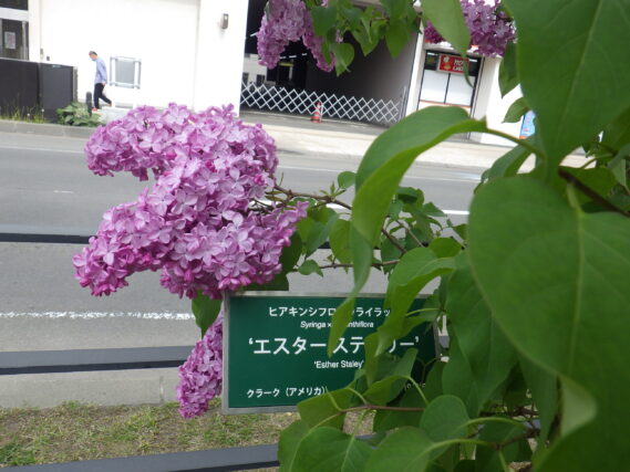 「今日のライラックツアーとライラックの様子」の画像