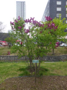 5月8日の早咲きライラックエスタースティリーの開花の様子