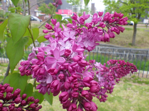 「今日のライラックと春の花たち」の画像