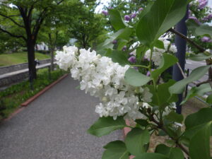 5月19日のジェネラルシュリダンの花