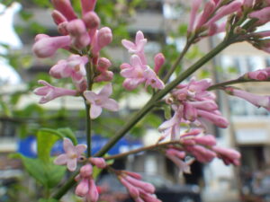 5月21日に咲いていたジェームズマクファーレンの花