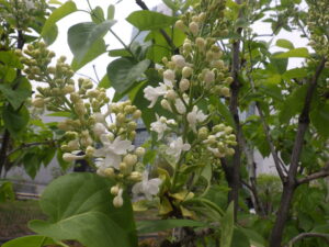 5月4日に咲いていたジョンダンバーの花