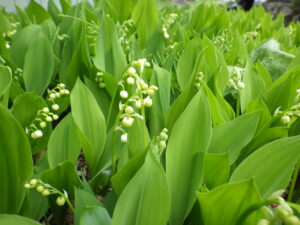 5月8日のドイツスズランの様子