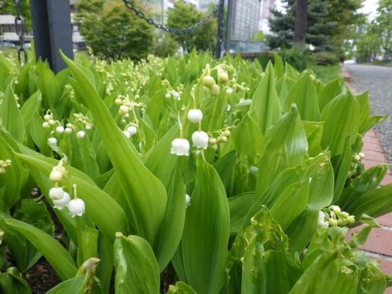 「ライラックは次々と、スズランも咲きました」の画像