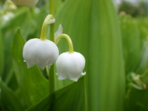 5月12日咲いていたスズランの花