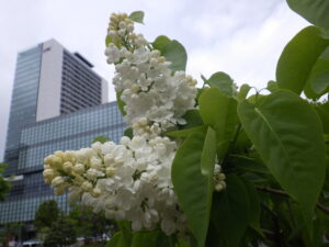 5月12日のライラックステップマンの花の様子