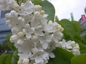 5月12日のライラックステップマンの花の様子