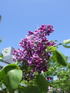 5月16日のセンセーションの花