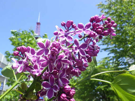 「センセーションと公園内ライラックの様子」の画像