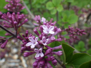 5月21日に咲いていたパリビンの花