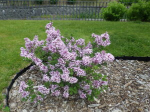 5月30日のパリビンの様子